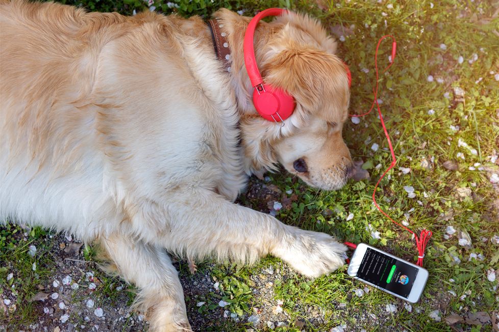 Spotify Makes Playlist for Pets Left Home Alone