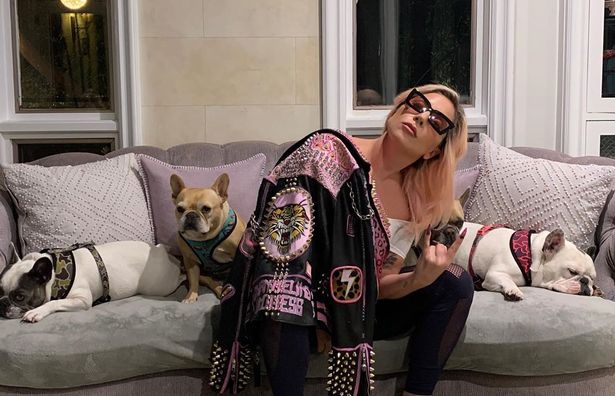 Lady Gaga Offers N240m to Whoever Retrieves her Stolen Dogs