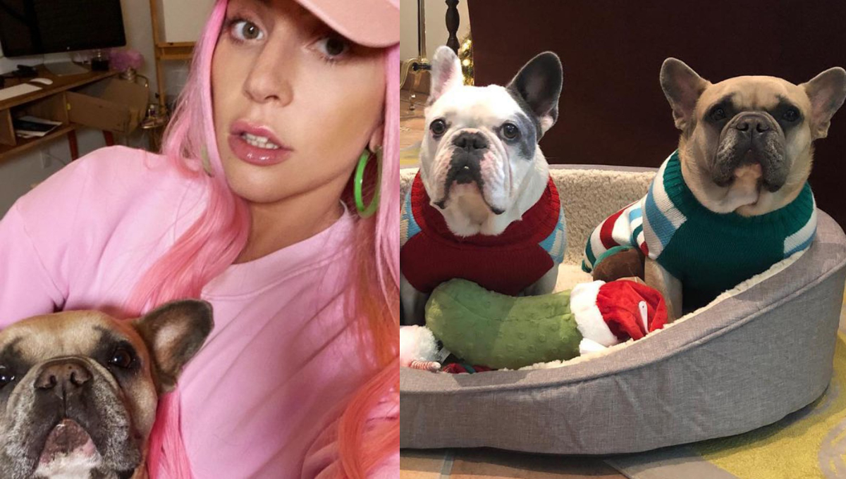 Lady Gaga Recovers Stolen Dogs